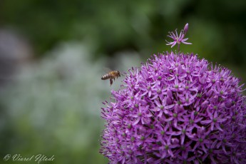 Honey bee in Westpark Munich
